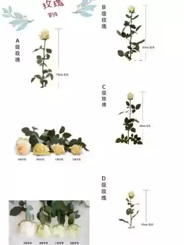 玫瑰的分支技能插图