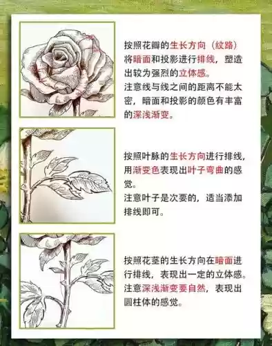 玫瑰的分支技能插图1