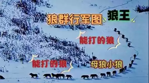 狼性阵容插图1