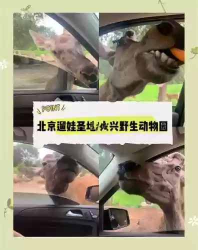 野生之地全攻略_1插图