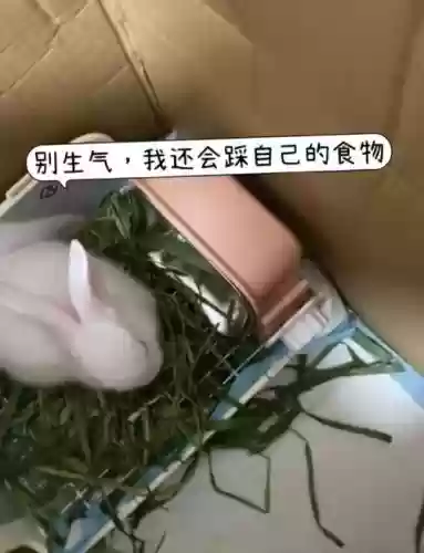 小兔兔回家第四关攻略插图1