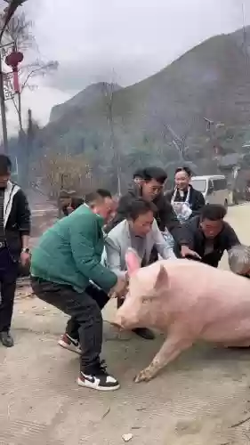 专业杀猪阵容插图