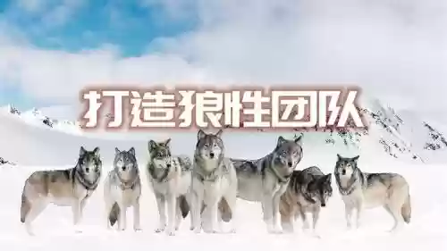 狼性阵容插图